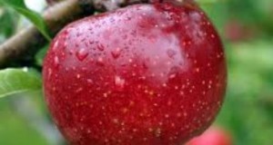 „Дани јабуке „ у Горажду