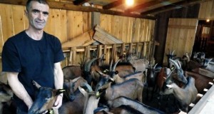 Farma koza Stanić iz Rudog opet nagrađena na izložbi u Rogatici