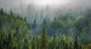 Основано шумско газдинство